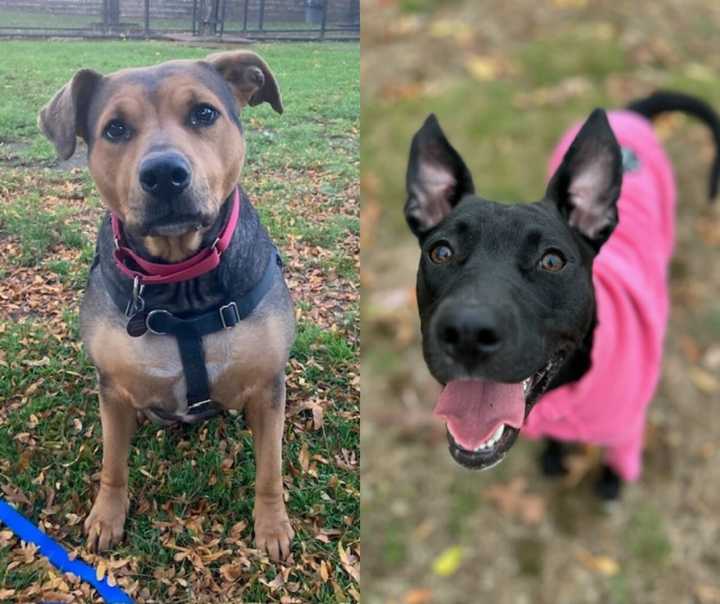 Adoption fees for adult dogs go as high as $500, but&nbsp;MSPCA-Angell will waive these fees during the week long "adoptathon."