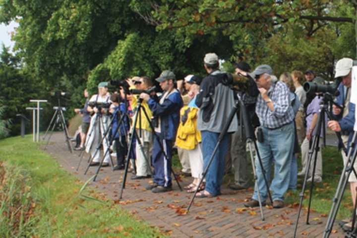 Expect Bird Sightings On Little Ferry Nature Walk
