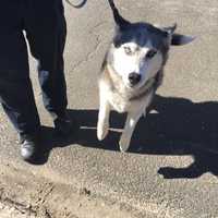 <p>Neekah the husky was found wandering in Danbury and is currently up for adoption.</p>