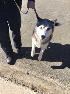Husky Found Wandering In Danbury Up For Adoption