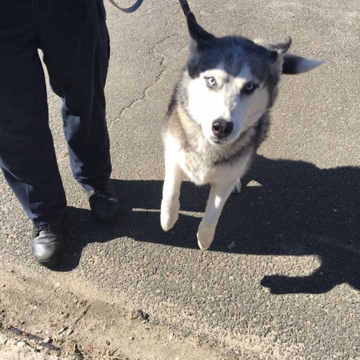 Neekah the husky was found wandering in Danbury and is currently up for adoption.