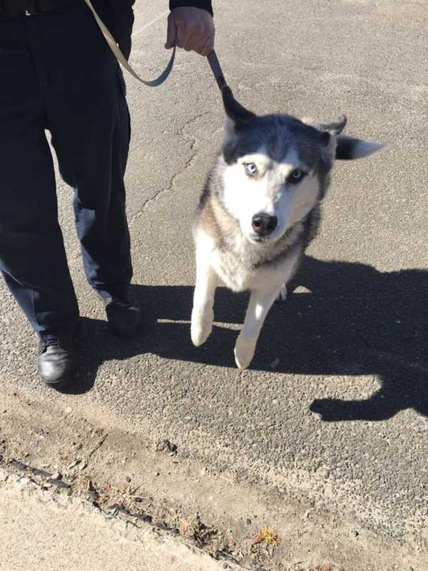 Husky Found Wandering In Danbury Up For Adoption