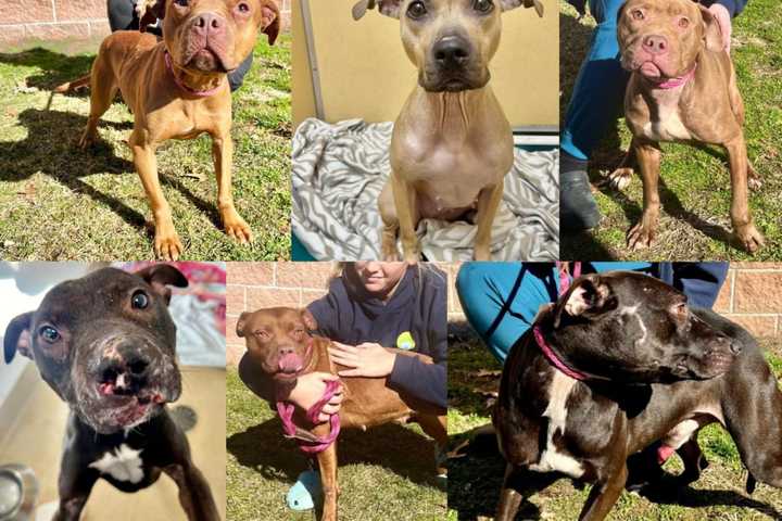 Dogs Saved From Suspected Fighting Ring In Neptune Need Foster Families