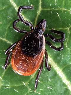 Early Signs Indicate It Could Be A Bad Year For Ticks