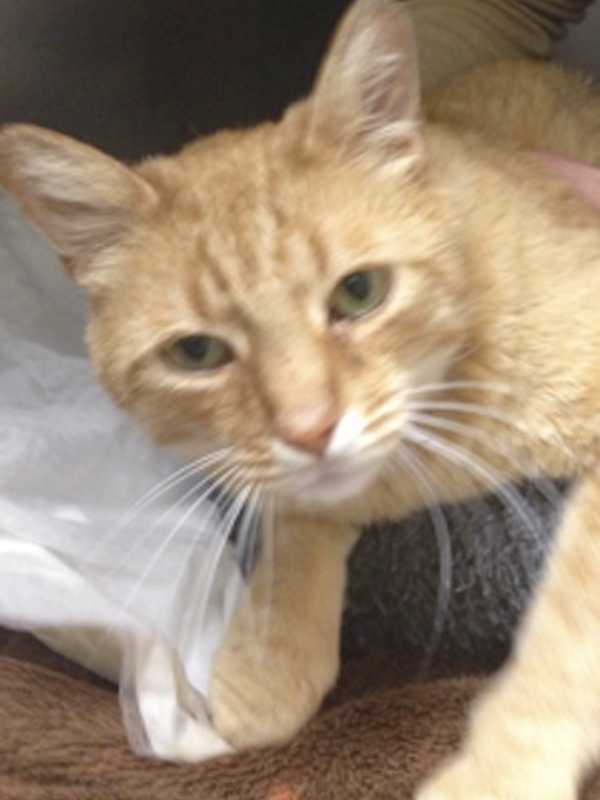 Vet Seeks Owners Of Lost Cat Found In Port Chester Yard