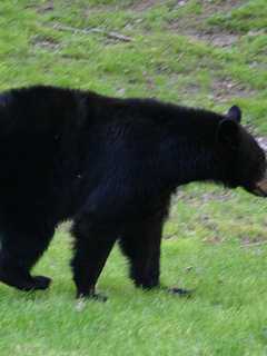 Bear Sighting Tops North Castle Police Blotter
