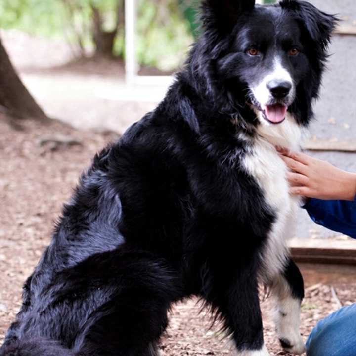 Charlie, a border collie mix, is one of many adoptable pets available at the SPCA of Westchester in Briarcliff Manor.