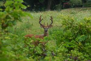 New State Law Allows Young Hunters To Wear Pink