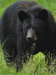 Norwalk Hearing Delayed For Two Charged In Wilton Bear Killings