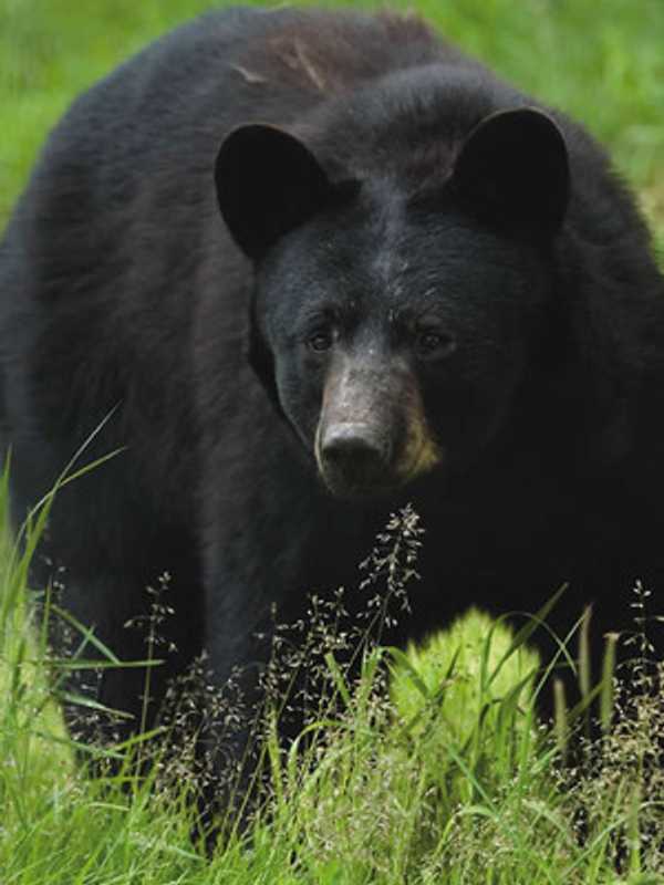 Norwalk Hearing Delayed For Two Charged In Wilton Bear Killings