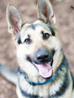 Lost German Shepherd Spotted In Ossining