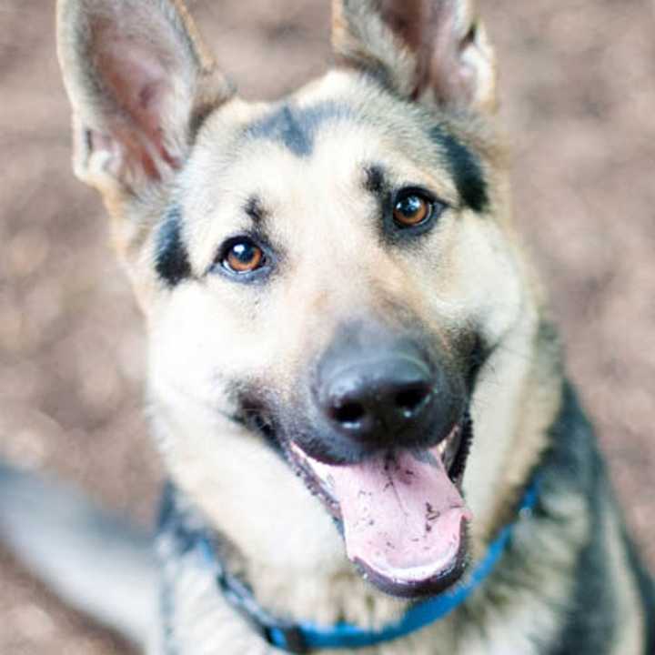 A German shepherd like this one was spotted on Somerstown Road in Ossining.