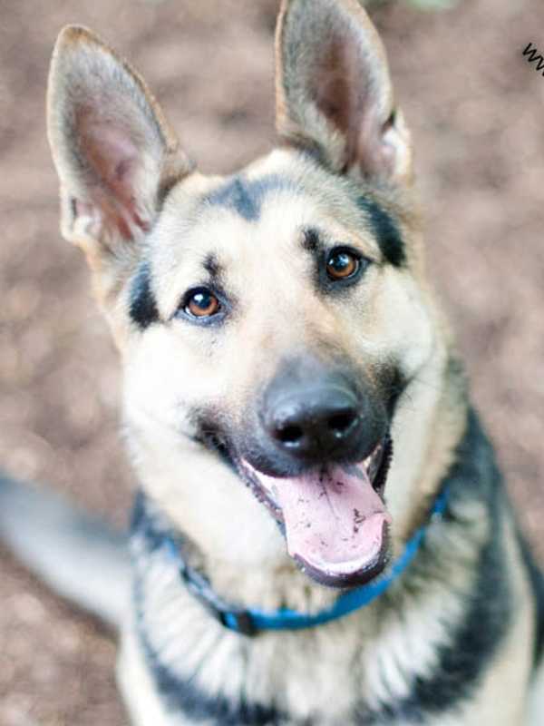 Lost German Shepherd Spotted In Ossining