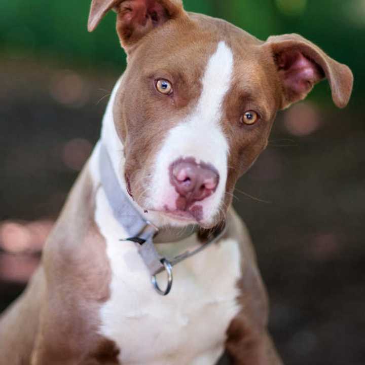 Alfie, an American Staffordshire mix, is one of many adoptable pets available at the SPCA of Westchester in Briarcliff Manor.