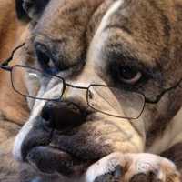 <p>A dog wears glasses to check out other pets at Canine Kindergarten in Cortlandt.</p>