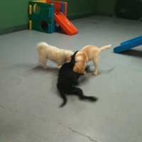 <p>Inside or out, pets find plenty of room to play at Canine Kindergarten.</p>