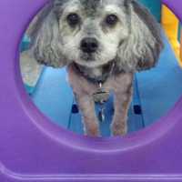 <p>A dog peers through a circle on one of the many pieces of play apparatus.</p>