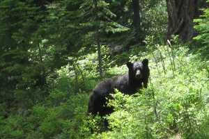 Black Bear Sightings Reported In Hopewell Junction