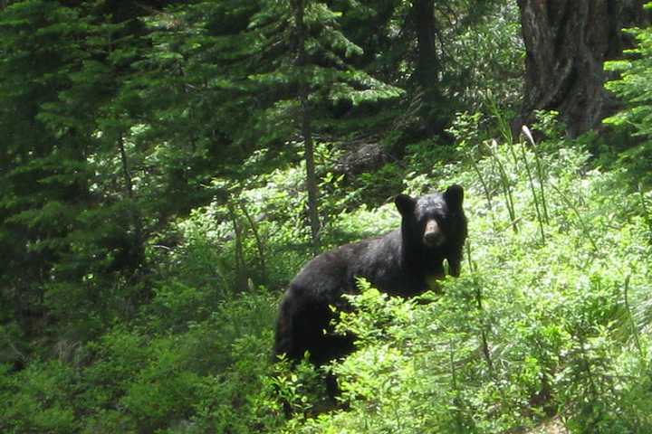 Black Bear Sightings Reported In Hopewell Junction