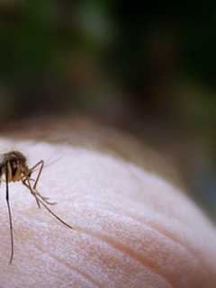 Here's When, Where Suffolk County Health Department Will Be Spraying For Mosquitoes