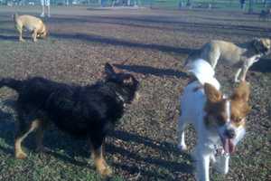 Port Chester Dog Park Group Starts Fundraising Efforts