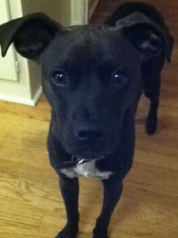 Dog Reported Missing From Rye Playland
