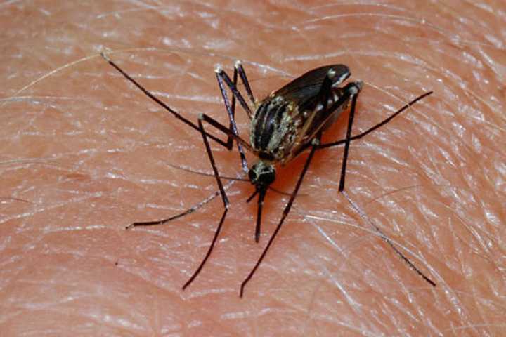 West Nile Virus Found In Mosquitoes Collected In Orangetown