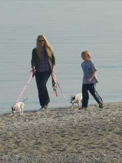 Animals Banned From Westport Beaches As Of April 1