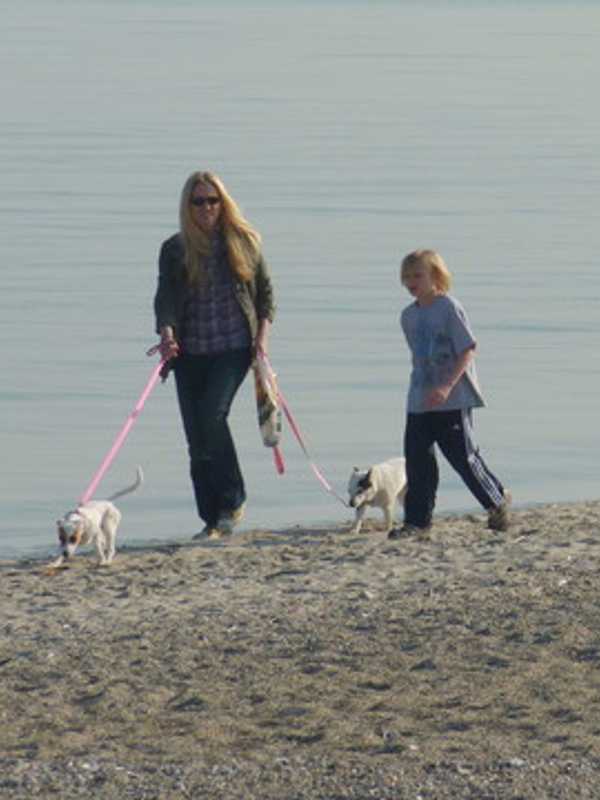 Animals Banned From Westport Beaches As Of April 1