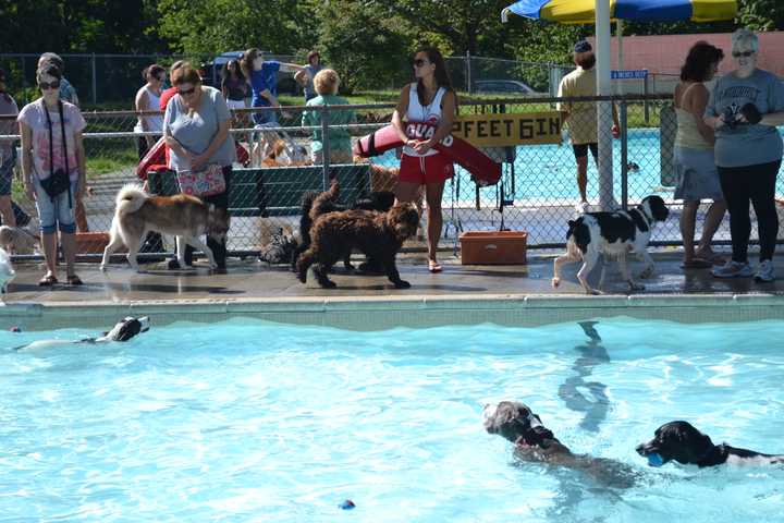 The Greenburgh Parks and Recreation Department is having its annual Dog Days of Summer dog swim Sept. 8.