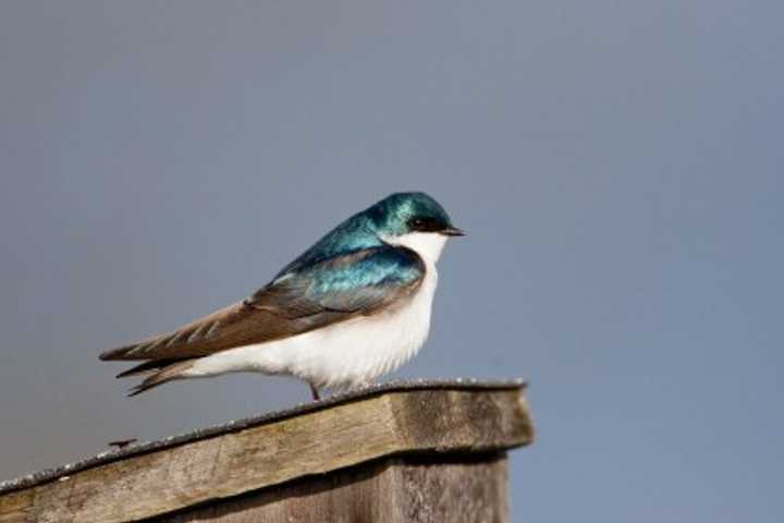 Find out Sept. 19 why some some birds migrate and others do not.