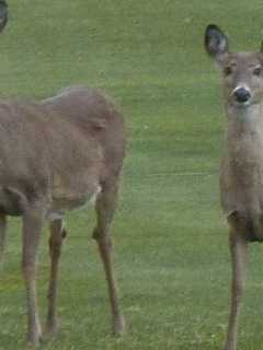 Deer Hunting Season Opens Across Connecticut