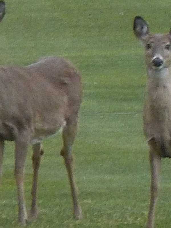 Deer Hunting Season Opens Across Connecticut
