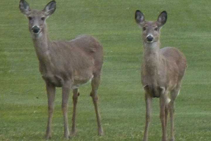 The bow hunting season opens Monday in Connecticut for turkey and deer. 