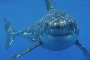 New Shark Sightings Reported At Jones Beach Day After Lifeguard Bit