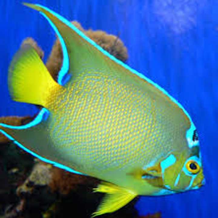 Earthplace in Westport will host the Norwalk Aquarium Societys 47th annual Tropical Fish Show on Oct. 5 and 6.