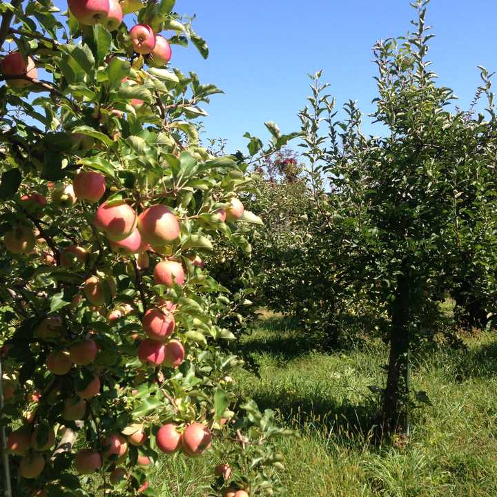 It will be a great weekend for apple picking in Orange County.