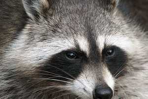 Raccoons Infected With Rabies Found In Two Separate Maryland Towns, Health Officials Say