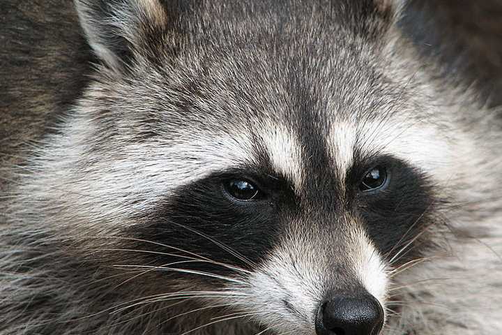 Raccoons Infected With Rabies Found In Two Separate Anne Arundel Towns, Health Officials Say