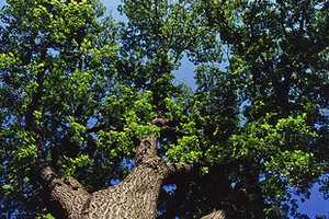 Teaneck Taking Orders For Trees of Love Program