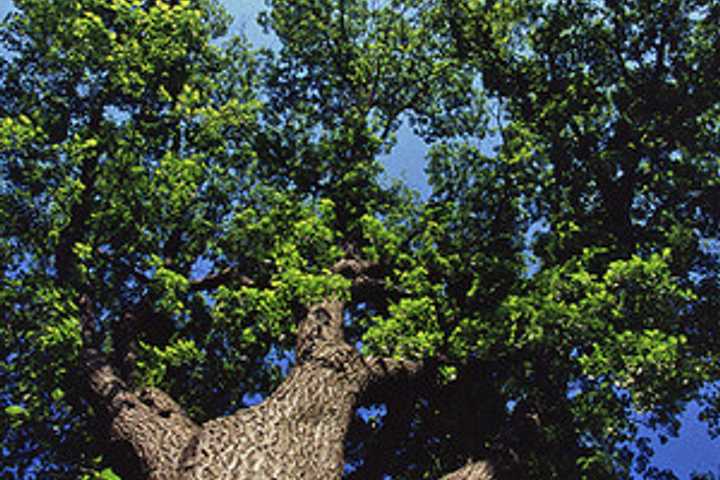 Teaneck Taking Orders For Trees of Love Program