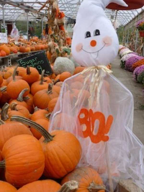 Prepare For Fall Fright With Larchmont's Annual Scarecrow Festival