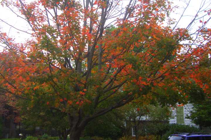 Peak Fall Foliage Season About To Start In Westchester