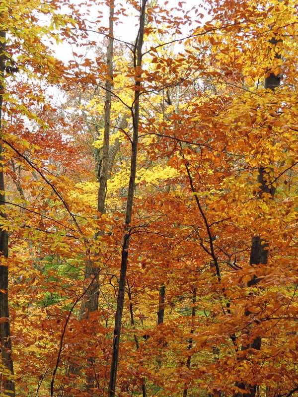 Putnam County Sheriff Offers Tips To Enjoy Autumn Safely