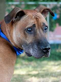 Putnam County Pets Can Get Rabies Vaccination