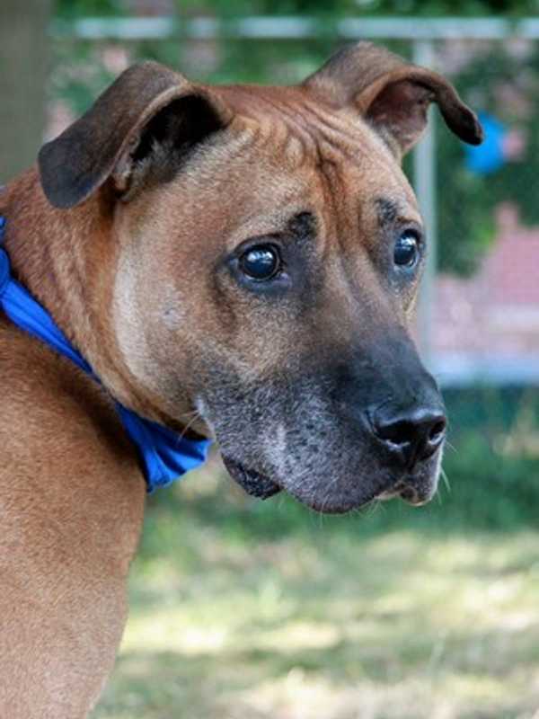 Putnam County Pets Can Get Rabies Vaccination