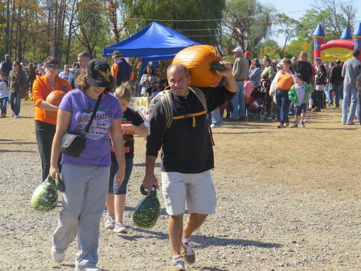 There are pumpkins of all sizes around Westchester County patches.