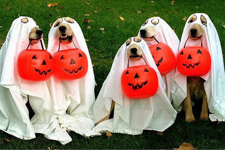Get Pets Ready For Ossining Halloween Parade