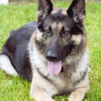 <p>Veteran Greenburgh Police dog Patriot, who retired in 2010, has died at age 12.</p>