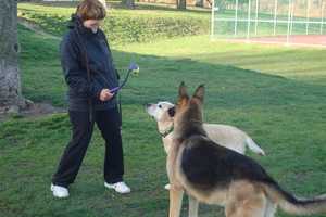 Rye Brook Floats Idea Of Creating A Dog Park